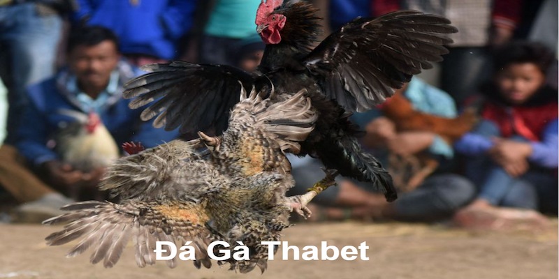 Đá gà Thabet - bùng nổ đam mê 