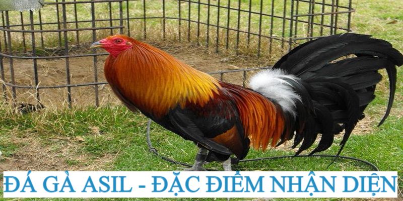 Đặc điểm nhận diện giống gà đá Asil