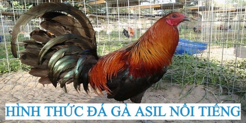 Giới thiệu giống gà Asil 